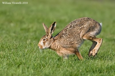 Lepre comune (Lepus europaeus)