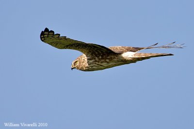 Albanella reale (Circus cyaneus)  