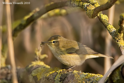 Lu piccolo  (Phylloscopus collybita)