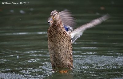 Germano reale (Anas platyrhynchos)