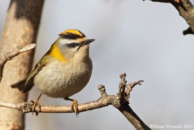 Fiorrancino (Regulus ignicapilla)