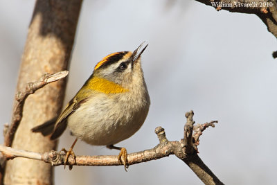 Fiorrancino (Regulus ignicapilla)