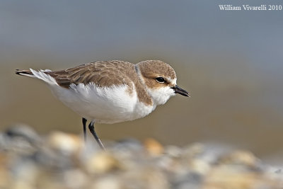 Fratino (Charadrius alexandrinus)