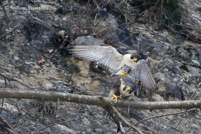 Falco pellegrino( Falco peregrinus)