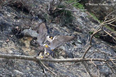 Falco pellegrino( Falco peregrinus)