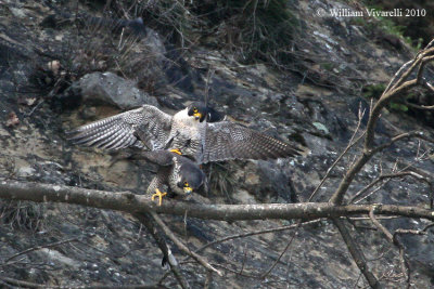 Falco pellegrino( Falco peregrinus)