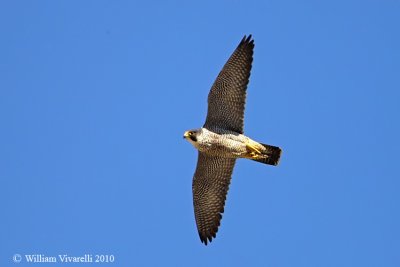 Falco pellegrino( Falco peregrinus) 