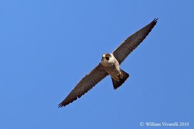 Falco pellegrino( Falco peregrinus) 