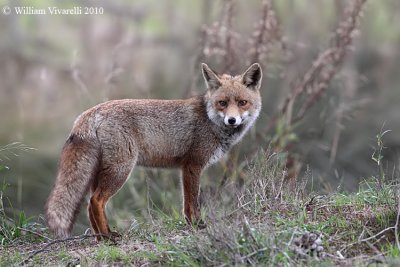 Volpe (Vulpes vulpes)