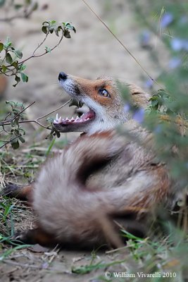 Volpe (Vulpes vulpes)