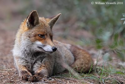 Volpe (Vulpes vulpes)