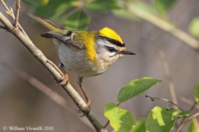 Fiorrancino (Regulus ignicapilla)