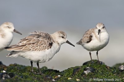 Piovanello tridattilo (Calidris alba) 