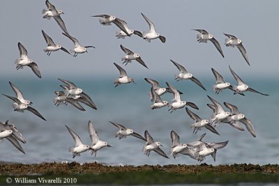 Piovanello tridattilo (Calidris alba)  