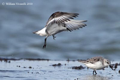 Piovanello tridattilo (Calidris alba) 