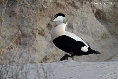 Edredone  (Somateria mollissima) 