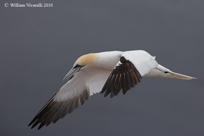 Sula  (Morus bassanus)