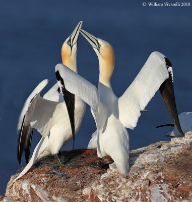 trip_helgoland_germania_2010