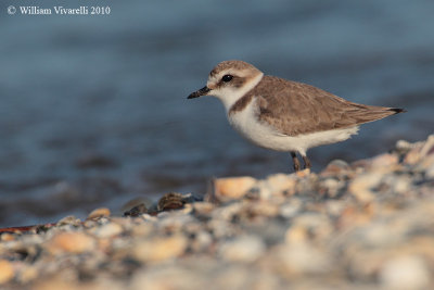 Fratino (Charadrius alexandrinus)  