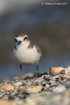 Fratino (Charadrius alexandrinus)  