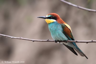 Gruccione  (Merops apiaster)