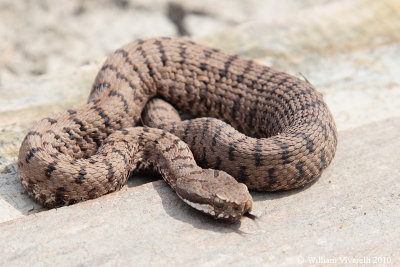 Vipera (Vipera aspis)