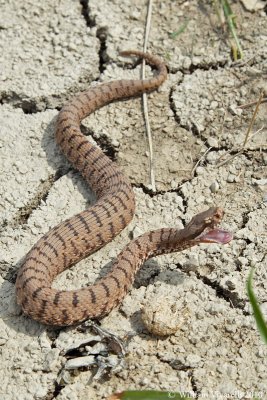 Vipera (Vipera aspis)