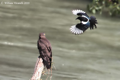 Falco pecchiaiolo (Pernis apivorus)