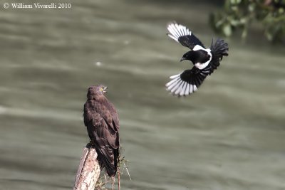 Falco pecchiaiolo (Pernis apivorus) Gazza (Pica pica)