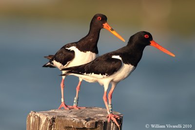 Beccaccia di mare (Haematopus ostralegus)  