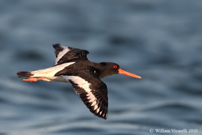 Beccaccia di mare (Haematopus ostralegus)  