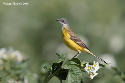 Cutrettola (Motacilla flava)  