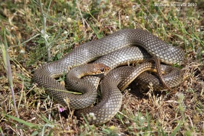 Dolichophis caspius