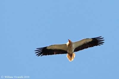 Capovaccaio (Neophron percnopterus) 