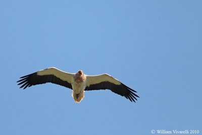 g3/86/828186/3/125093446.XthOcaH3.jpg