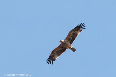 Aquila imperile (Aquila heliaca) 