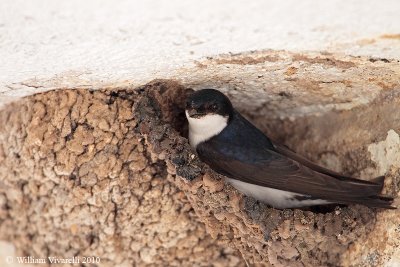 Balestruccio (Delichon urbicum)  