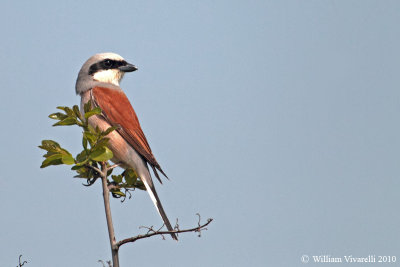 Averla piccola  (Lanius collurio)