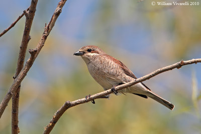 Averla piccola  (Lanius collurio)