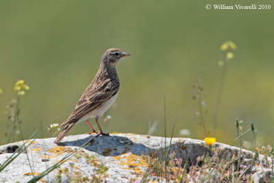 Calandro (Anthus campestris)