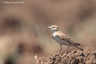 Calandrlla (Calandrella brachydactyla) 