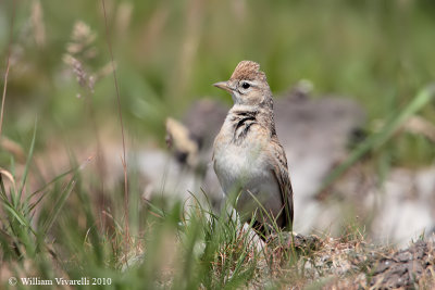 Calandrella (Calandrella brachydactyla) 