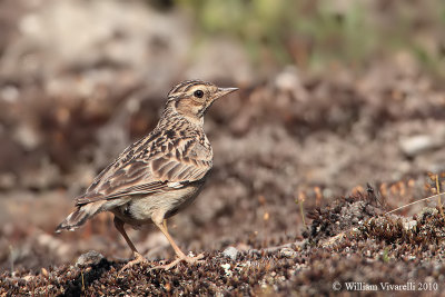 Tottavlla (Lullula arborea)