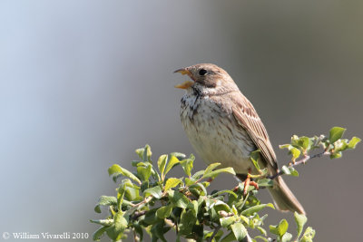 Strillozzo  (Emberiza calandra)