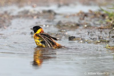 Zėgolo capinero (Emberiza melanocephala)