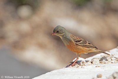 Ortolano (Emberiza hortulana)  