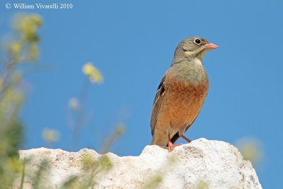 Ortolano (Emberiza hortulana)  