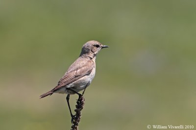 Culbinco isabellno (Oenanthe isabellina)  