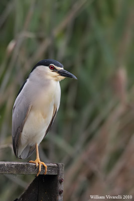 Nittcora (Nycticorax nycticorax)