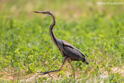 Airone rosso (Ardea purpurea)